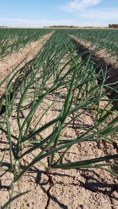 Twin Palms Onions 2016, Photo Courtesy of Mike Smythe, Big Country Onion Sales