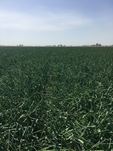 First onion field in Brawley California-April harvest. Courtesy of Steve Gill, Gills Onions
