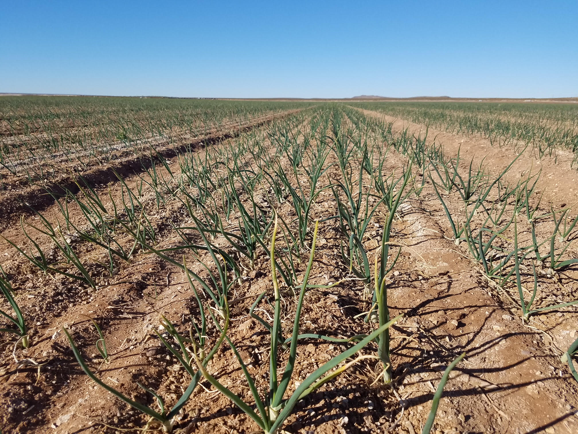 Market and Crop Update for February 8 – Onion Business