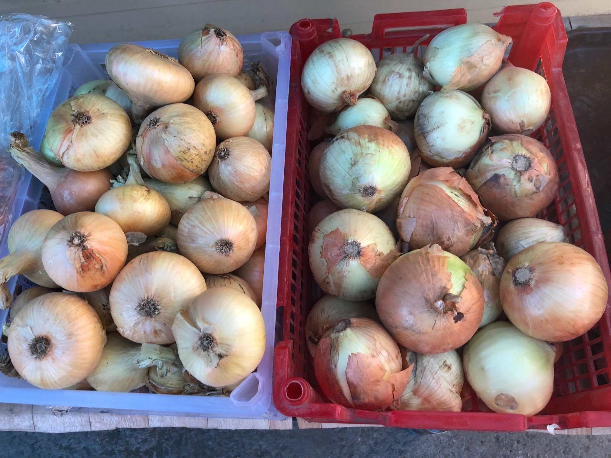 Russian Onions, PetropavlovskKamchatsky Onion Business