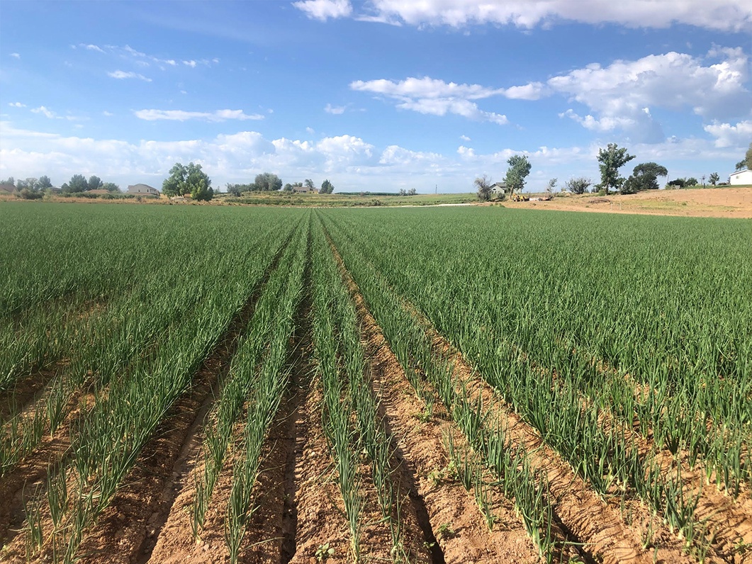 Market and Crop Update for July 16, 2020 – Onion Business