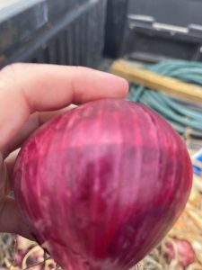 2023 hot sale onion and vegetable