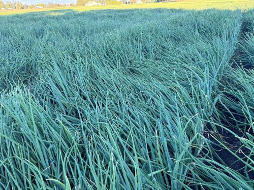 Northwest Onion Company in Brooks, OR