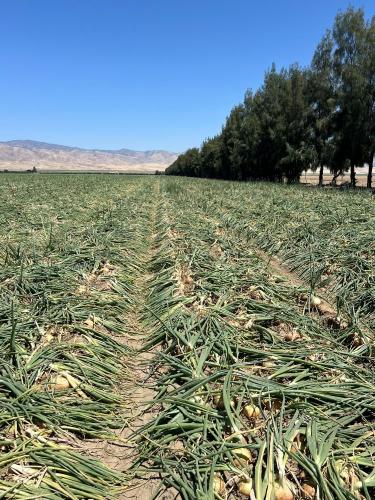 Bakersfield Crop Progress, June 5, 2024, #2