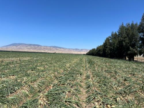 Bakersfield Crop Progress, June 5, 2024, #4