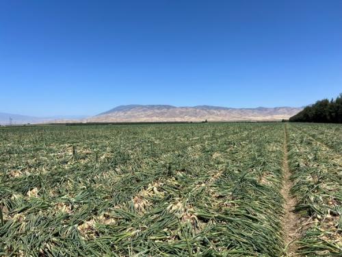 Bakersfield Crop Progress, June 5, 2024, #5