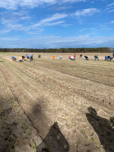 NOA Members planting transplants