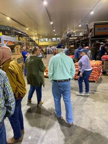 Packing Peruvian Onions at Bland Farms