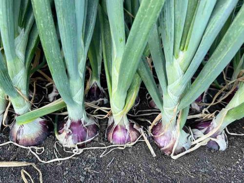 Northwest Onion Company in Brooks, OR