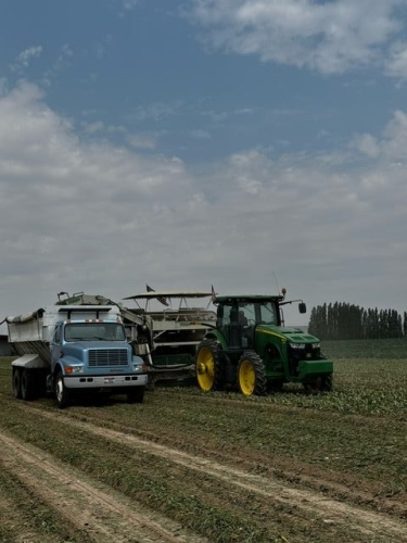 Zito Farms in Glenns Ferry, ID