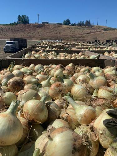 Locati Onions 2024-3