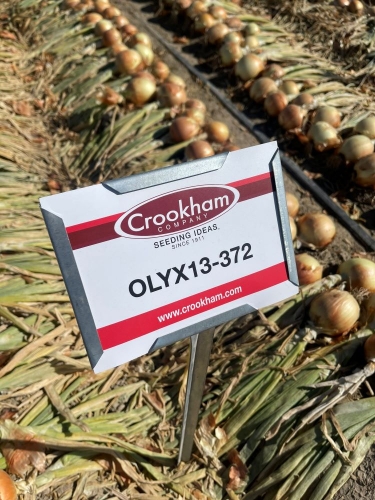 Crookham Onion Reveal-1