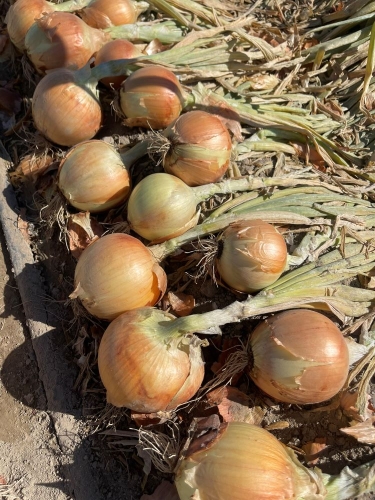 Crookham Onion Reveal-3