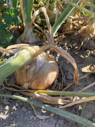 Crookham Onion Reveal