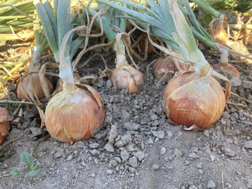 Crookham Onion Reveal-5