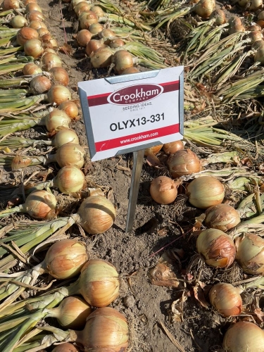 Crookham Onion Reveal