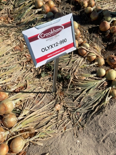 Crookham Onion Reveal