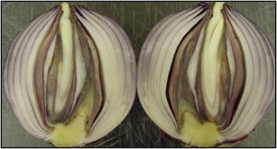 bacterial-bulb-rot-1