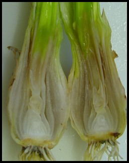 bacterial-bulb-rot-2