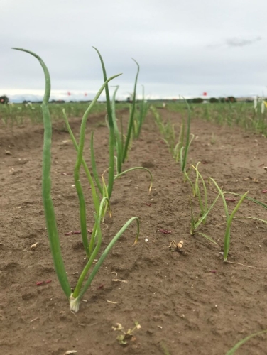 stunted-onions-on-the-inside